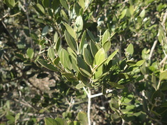 Olea capensis enervis