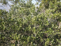 Olea capensis enervis