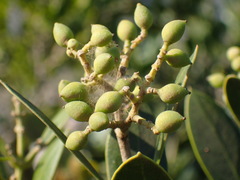 Olea capensis enervis