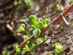 Aeollanthus parvifolius