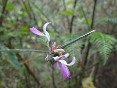 Dicliptera cernua