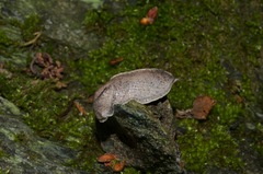Tandonia rustica