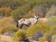 Oryx gazella