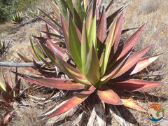 Agave angustiarum