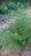 Athyrium filix-femina