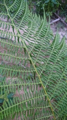 Athyrium filix-femina