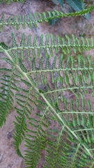 Athyrium filix-femina