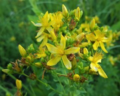 Hypericum majus