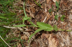 Epipactis placentina