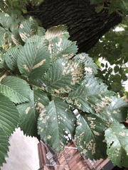 Xanthogaleruca luteola