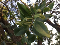 Olea capensis capensis