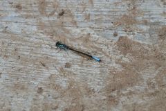 Ischnura erratica