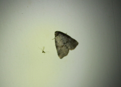 Hyperstrotia pervertens