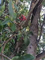 Olea capensis capensis
