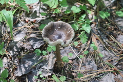 Amanita umbrinolutea