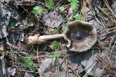 Amanita umbrinolutea