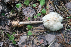 Amanita umbrinolutea