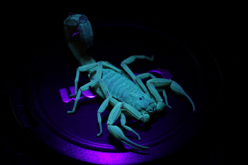 Brazilian Yellow Scorpion photo 4