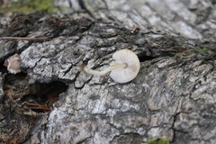 Pluteus hispidulus