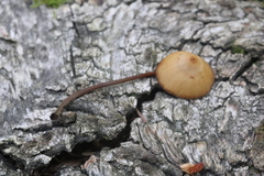 Conocybe semiglobata