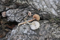 Pluteus hispidulus