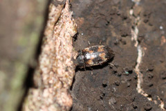 Litargus connexus
