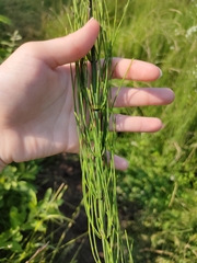 Equisetum fluviatile