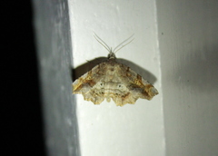 Pangrapta decoralis