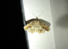 Pangrapta decoralis