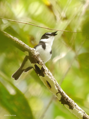 Poecilodryas hypoleuca