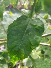 Trioza erytreae