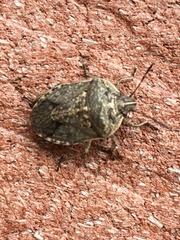 Hymenarcys nervosa
