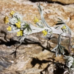 Artemisia umbelliformis