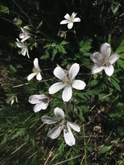 Geranium rivulare