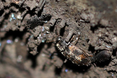 Litargus connexus