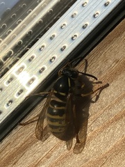 Dolichovespula saxonica