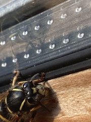 Dolichovespula saxonica