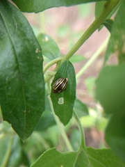 Desmogramma