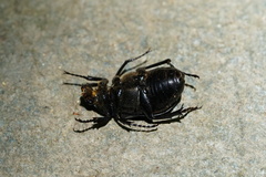 Gnorimus variabilis