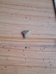 Udea fulvalis