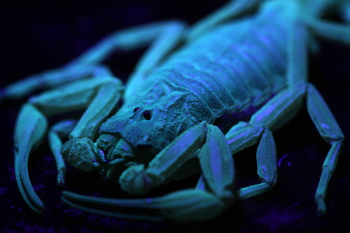 Brazilian Yellow Scorpion photo 3