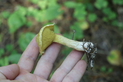 Suillus sibiricus