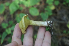 Suillus sibiricus