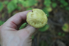 Suillus sibiricus