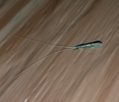 Leptocerus americanus