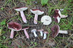 Russula queletii