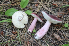 Russula queletii