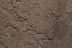 Cryptostroma corticale