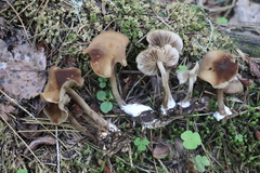 Agrocybe firma