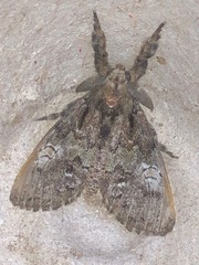 Dasychira vagans